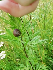 Fruticicola fruticum