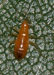 Anthocoridae