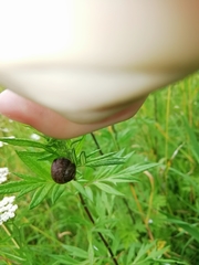 Fruticicola fruticum