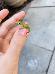 Anolis carolinensis