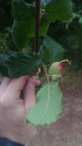 Beaked Filbert fruiting