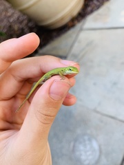 Anolis carolinensis