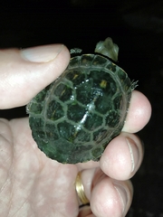 Mauremys leprosa leprosa