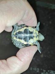 Mauremys leprosa leprosa