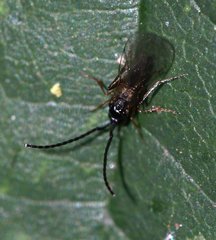 Figitidae