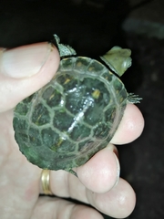 Mauremys leprosa leprosa