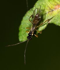 Ichneumonidae