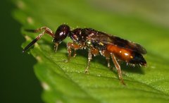 Chrysidoidea