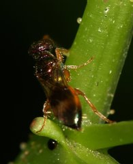 Chrysidoidea