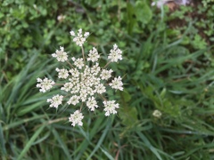 Daucus carota