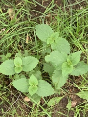 Lamium album