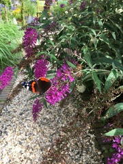 Vanessa atalanta