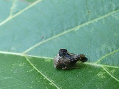 Telamona decorata