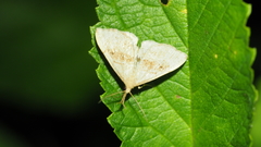 Phalaenostola metonalis