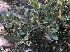 Quercus vacciniifolia