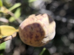 Andricus vacciniifoliae