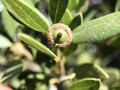 Quercus vacciniifolia