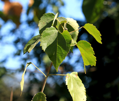 Croton megalobotrys