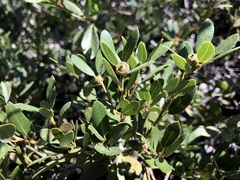 Quercus vacciniifolia