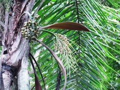 Syagrus picrophylla