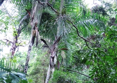 Syagrus picrophylla