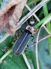 Podabrus brevicollis