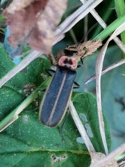 Podabrus brevicollis