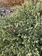 Atriplex elegans