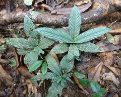 Psychotria micheliana
