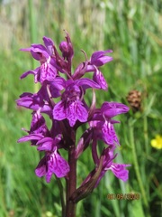 Dactylorhiza lapponica