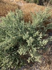 Atriplex elegans