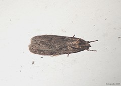 Semioscopis aurorella