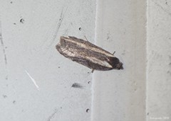 Acleris pulverosana