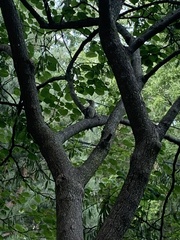 Melanerpes carolinus