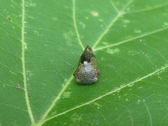 Telamona decorata