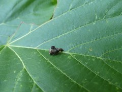 Telamona decorata