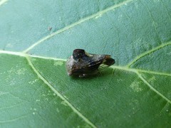Telamona decorata