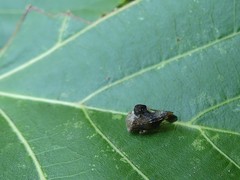 Telamona decorata
