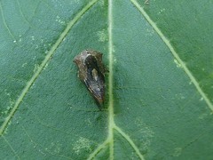 Telamona decorata