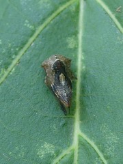 Telamona decorata