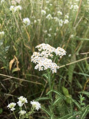 Achillea millefolium