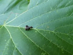 Telamona decorata