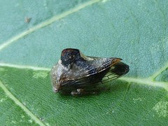 Telamona decorata