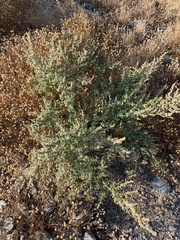 Atriplex elegans