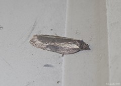 Acleris pulverosana