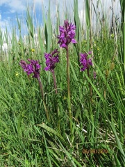 Dactylorhiza lapponica