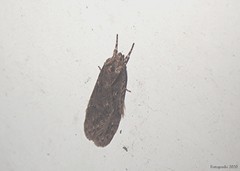 Semioscopis aurorella