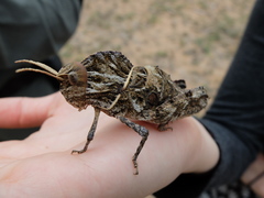 Lobosceliana