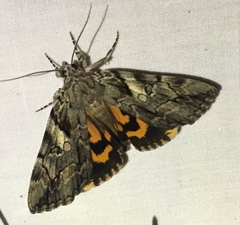 Catocala blandula