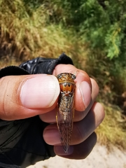 Diceroprocta delicata